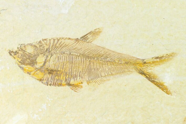 Fossil Fish (Diplomystus) - Green River Formation #144187